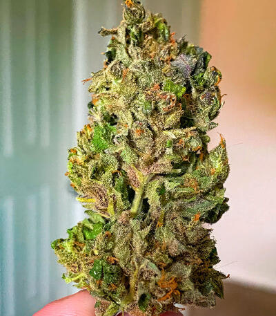 Семена сорта Sour Diesel Autoflower fem (Seedkeepers)