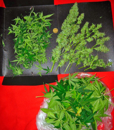 Семена сорта Auto-Bomb fem