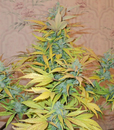 Семена сорта Chronic Ryder Auto fem (Doctor’s Choice)