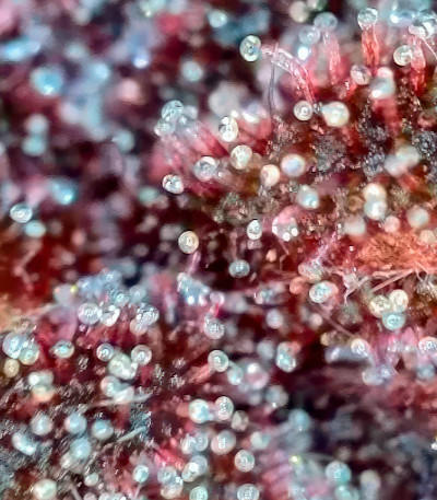 Семена сорта Diablo Rojo XL Auto fem (Sweet Seeds)