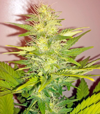 Семена сорта Hobbit Auto (Ginger Punch Auto) fem