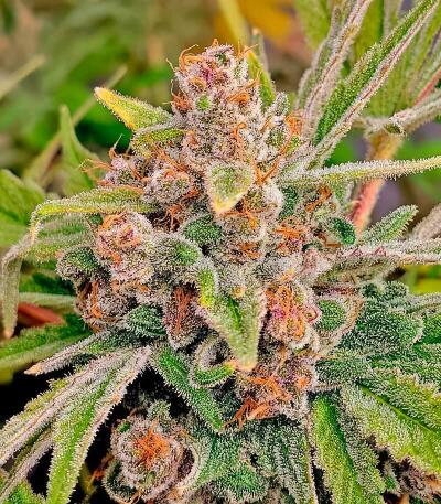 Семена сорта Insane OG