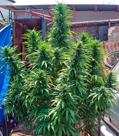 Семена сорта La Reina de Africa (Kaboom) fem