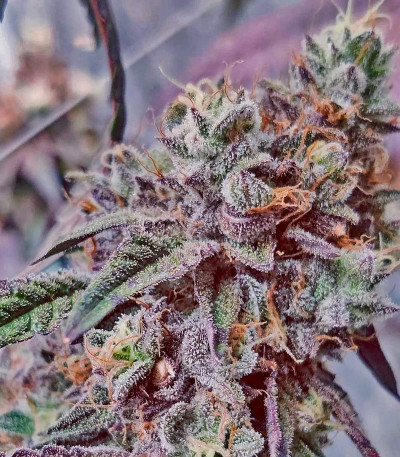 Семена сорта Miracle Alien Cookies fem (7CH American)