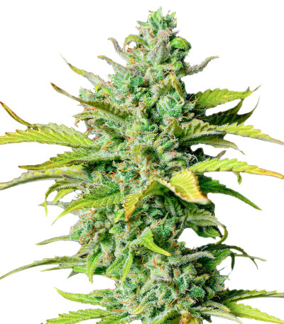 Семена сорта Smoothie Auto fem (FastBuds)