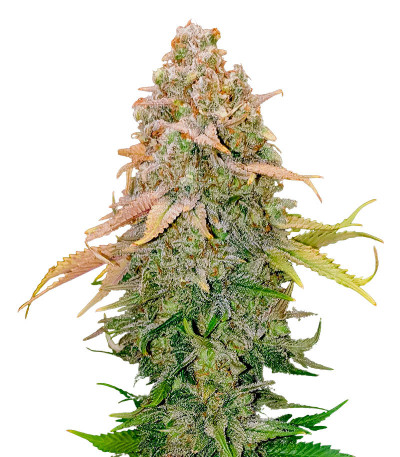 Семена сорта Runtz fem (Barney's Farm)