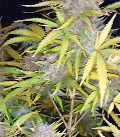 Семена сорта Tangie Auto fem