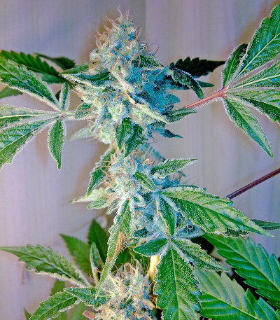 Семена сорта Yumbolt 47 fem (World of Seeds)