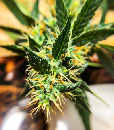 Семена сорта Big Satana Auto fem (Семяныч)