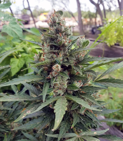 Семена сорта Dos-Vi-Dos Auto fem (Семяныч)