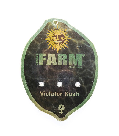 Семена сорта Violator Kush fem (Barney's Farm)