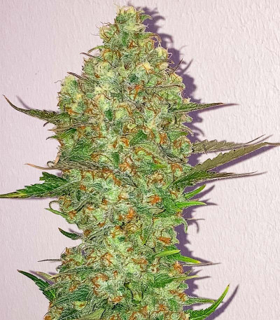 Семена сорта Runtz fem (Barney's Farm)