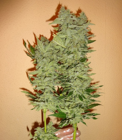 Семена сорта Euphoria CBD fem (Royal Queen Seeds)