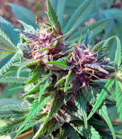 Семена марихуаны Hollands Hope