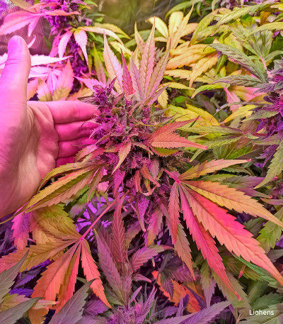 Семена сорта LSD fem (Семяныч)