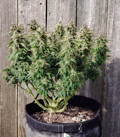 Семена сорта Orange Bud fem (Dutch Passion)