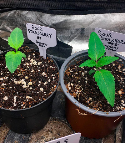 Семена сорта Sour Strawberry fem (Barney's Farm)