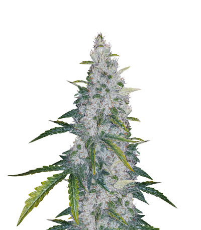 Семена сорта Auto White Widow fem (Dutch Passion)