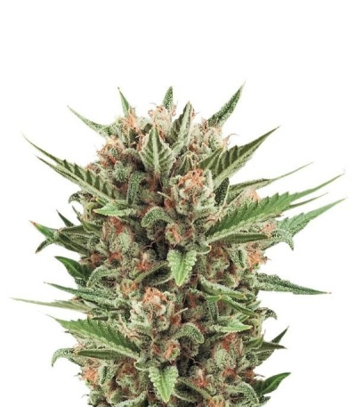 Семена сорта Sweet Skunk Automatic fem (Royal Queen Seeds)