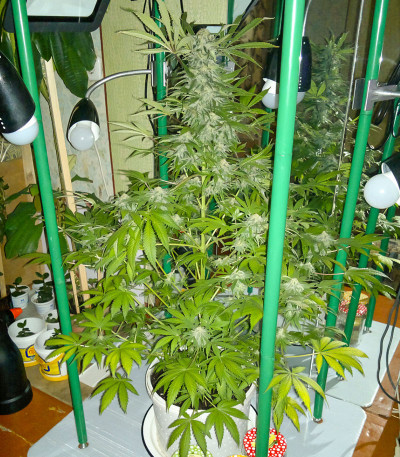 Семена сорта Sugar Black Rose fem (Delicious Seeds)