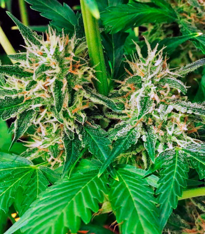 Семена сорта Sweet Skunk F1 Fast Version fem (Sweet Seeds)