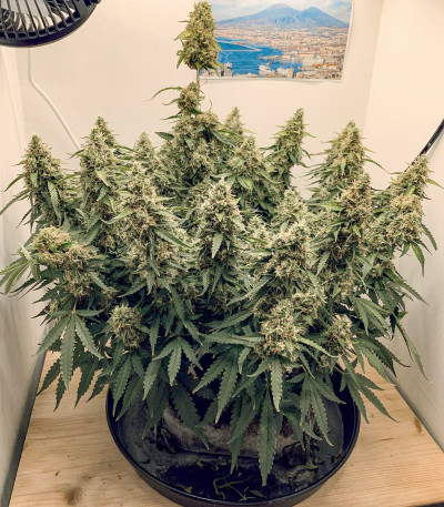 Семена сорта Auto Glueberry O.G. fem (Dutch Passion)