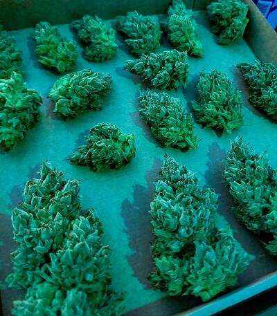 Семена сорта LEMON CHERRY GELATO AUTO R3 fem (Ethos Genetics)