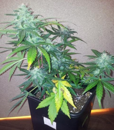 Семена сорта Royal AK Automatic fem (Royal Queen Seeds)