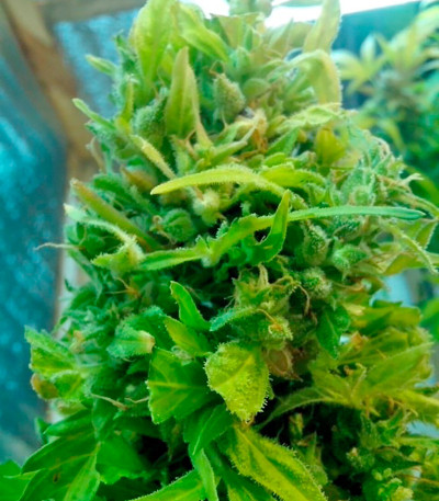 Семена сорта Speedy Gonzales Auto (Speedy Boom Auto) fem