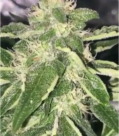 Семена сорта Vanilla Frosting fem (Humboldt Seed Company)