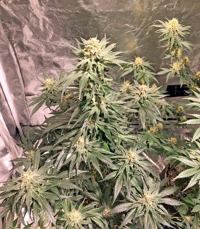 Семена сорта AK 48 reg (Nirvana Seeds)