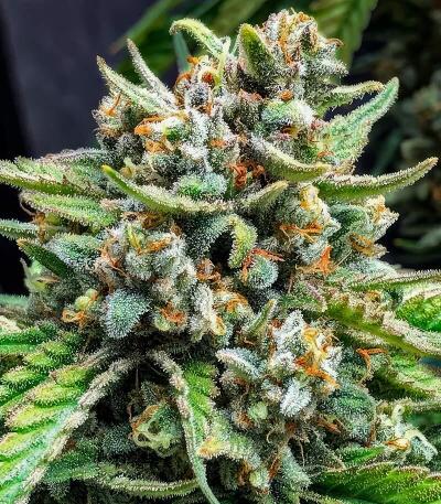 Семена сорта Cherry Cola Auto RF3 fem (FastBuds)