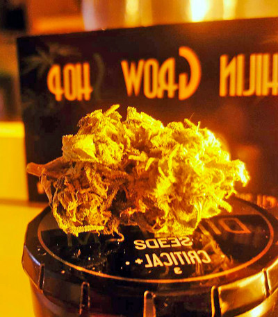 Семена сорта Critical + fem (Dinafem Seeds)