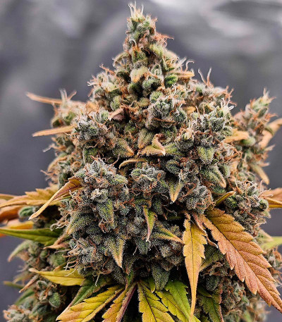 Семена сорта Papaya Cookies Auto fem (FastBuds)