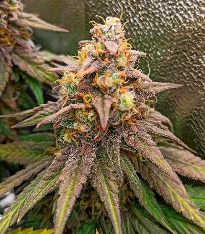 Семена сорта Runtz Punch fem (Herbies Seeds)
