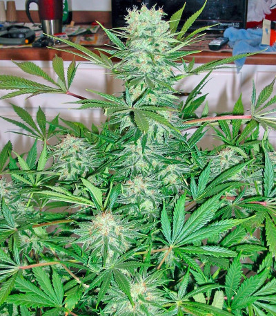 Семена сорта G13 Haze fem (Barney's Farm)