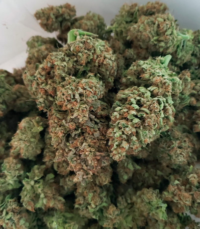 Семена сорта Kosher Cake Auto fem (FastBuds)