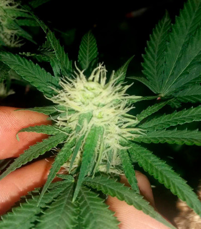 Семена сорта Bud Bud Bling Tingz fem (Dr. Krippling Seeds)