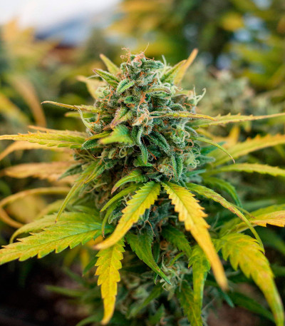 Семена сорта CBD Apple Betty Auto fem (Herbies Seeds)