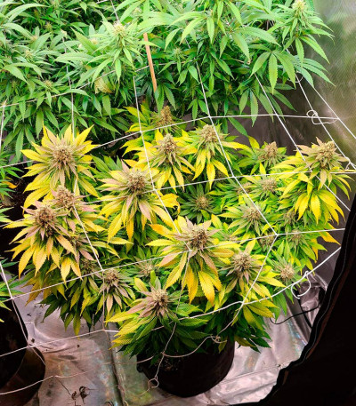 Семена сорта Do-Si-Dos Cookies fem (00 Seeds)