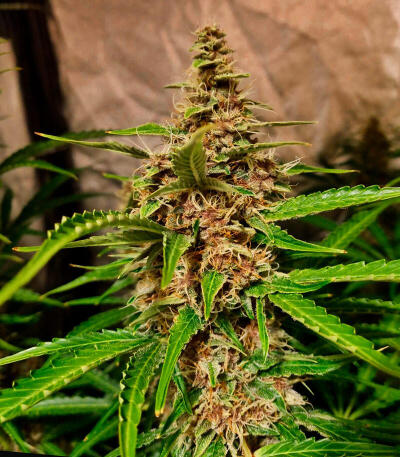 Семена сорта Godzilla Cookies Auto fem (Herbies Seeds)