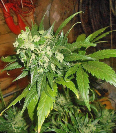 Семена сорта Super Skunk Auto fem (Семяныч)