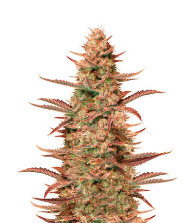 Семена сорта Auto Banana Blaze (Dutch Passion)