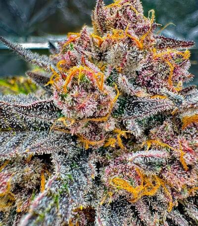 Семена сорта Cherry Cola Auto RF3 fem (FastBuds)