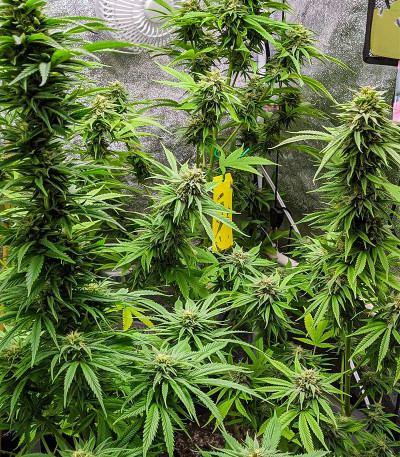 Семена сорта Kali Banner fem (AlphaFem Seeds)