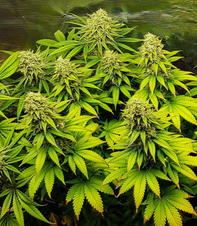 Семена сорта Purple OG Punch fem (Dutch Passion)