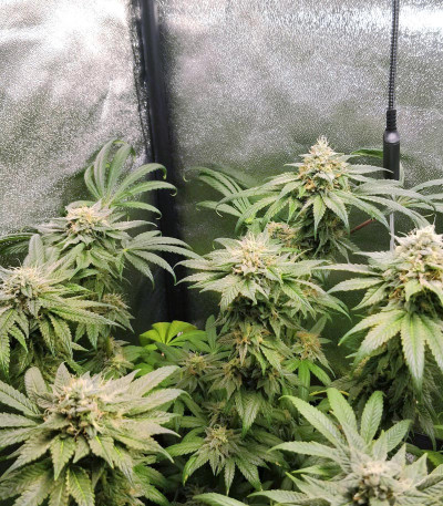 Семена сорта Runtz XL Auto (Sweet Seeds)