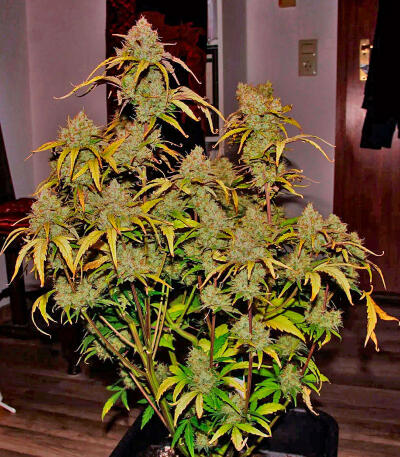 Семена сорта Zkittlez x Grapefruit (7CH Seeds & Cali Buds Seeds)