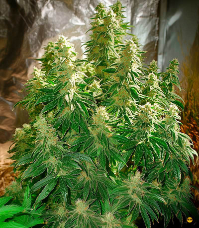 Семена сорта Golosa fem (Delicious Seeds)