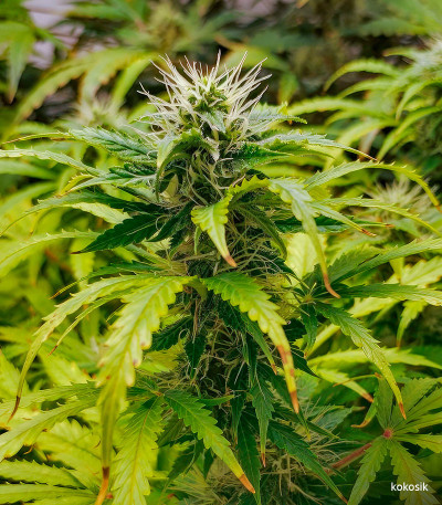 Семена сорта Dos-Vi-Dos Auto fem (Семяныч)